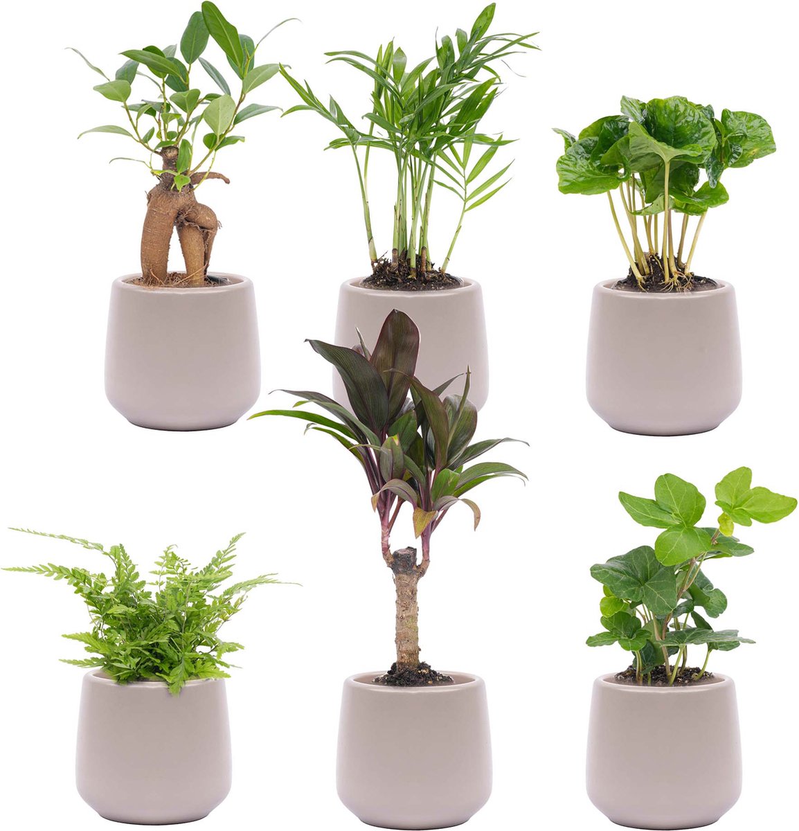 Mini planten set 6 - Inclusief 6x pot Joey grijs mat