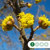 Cornouiller jaune multi-troncs Cornus mas 162,5 cm