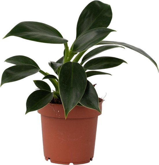 Plant in a Box - Philodendron Green Princess - Sterke kamerplant - Groene glanzende bladeren - Pot 12cm - Hoogte 20-30cm