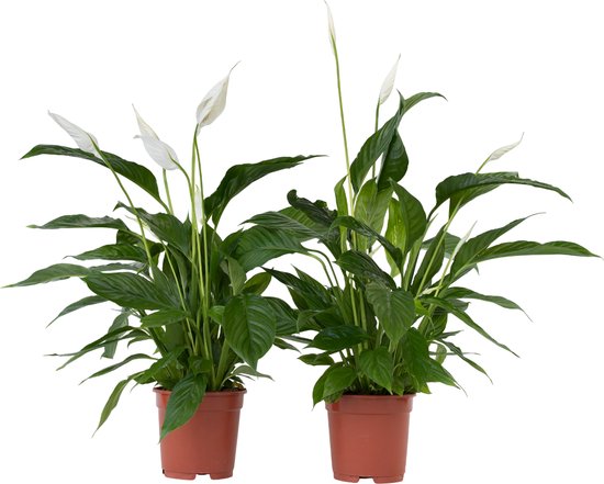 Plant in a Box - Spathiphyllum Lima - Set van 2 - Luchtzuiverende kamerplant - Pot 17cm - Hoogte 60-75cm