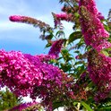 Paarse vlinderstruik met lange bloempluimen tegen een blauwe lucht.