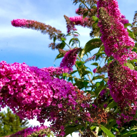 Paarse vlinderstruik met lange bloempluimen tegen een blauwe lucht.