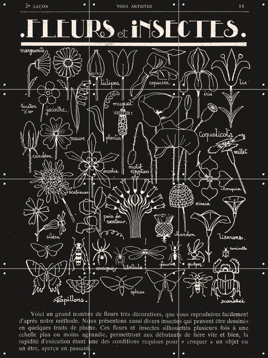 IXXI Fleurs et Insectes, Aster Edition - 60 x 80 cm - Gratis ophangtool - Grote wanddecoratie en posters - Illustraties, Vintage, Line art, Woonkamer