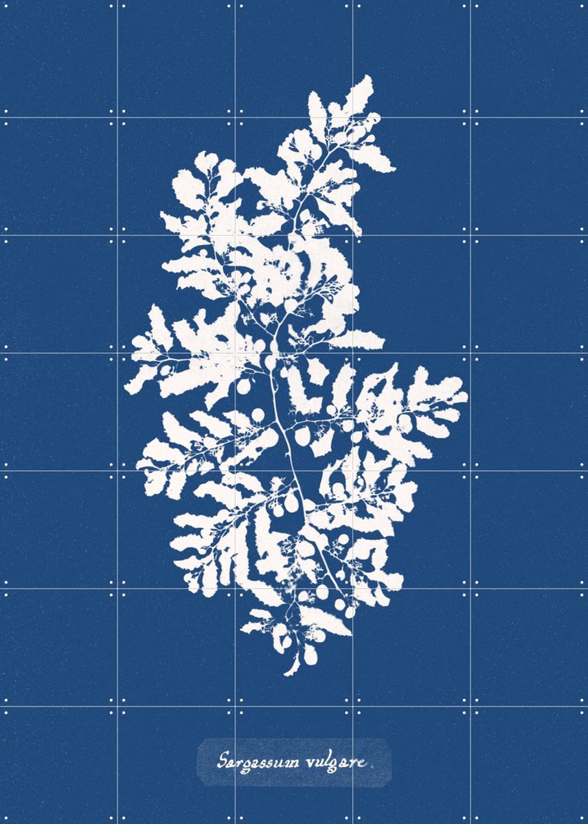 IXXI Sargassum Vulgare - Fern, Aster Edition - 100 x 140 cm - Gratis ophangtool - Grote wanddecoratie en posters - Grafisch Ontwerp, Illustraties