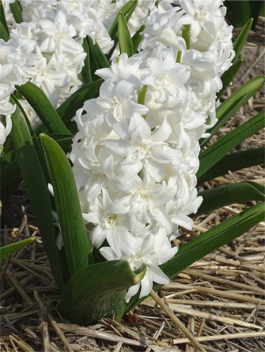 6x Hyacinten 'Snow crystal' - BULBi® Bloembollen met bloeigarantie