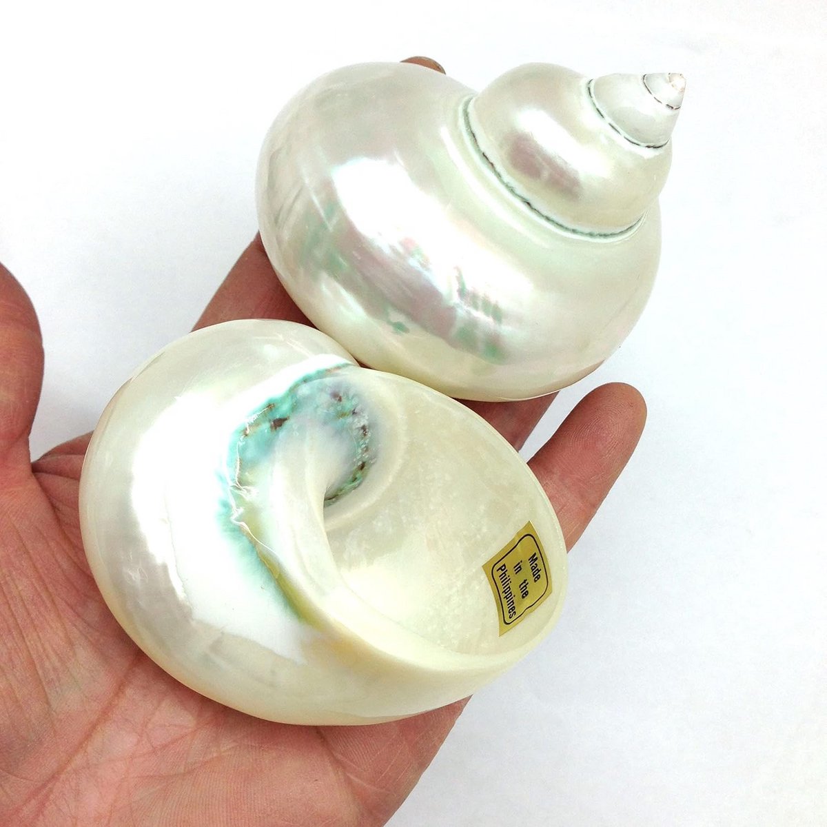 2 Grote Witte Parelmoer Schelpen voor Heremietkreeften, 7.5-8.9 cm