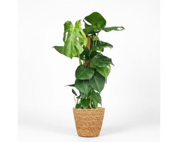 Green boutiQ - Kamerplant - Gatenplant - Monstera Deliciosa mosstok - Groen - Weinig onderhoud - 1 Plant - met Mand - Pot 19cm - Hoogte 90cm