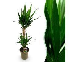 Green boutiQ - Kamerplant - Yucca elephantipes - Yucca - Weinig onderhoud - Groen - 1 - Pot 19cm - Hoogte 95cm