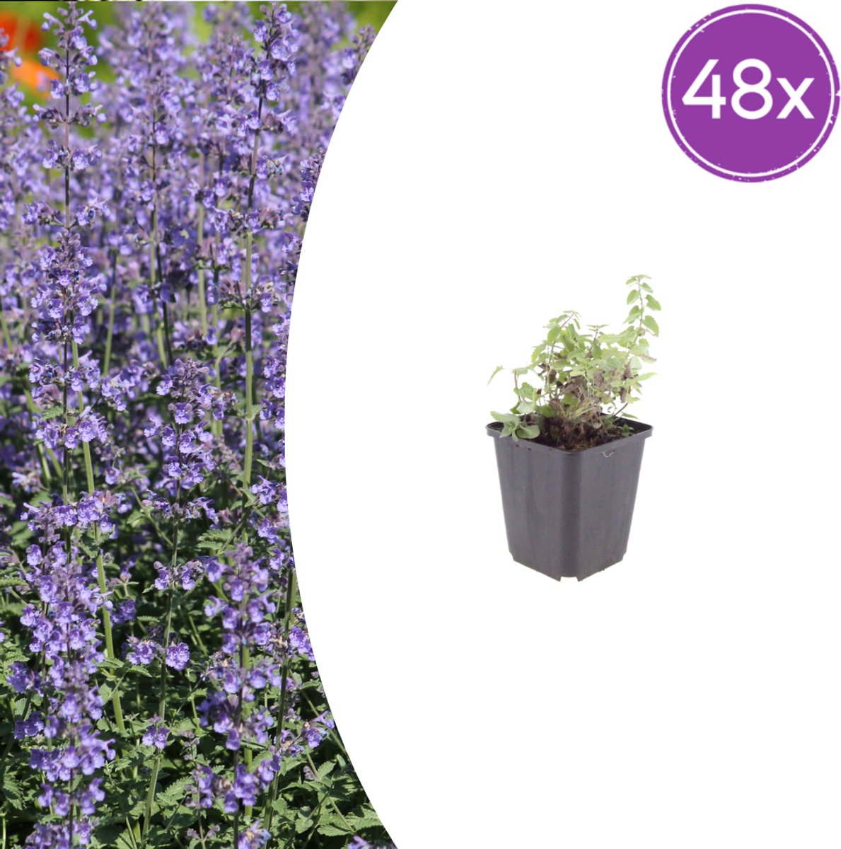 Tuinplantenshop.com | Nepeta 'Grol' | 48 stuks - Ø9cm - 10-25cm hoog - Tuinplant