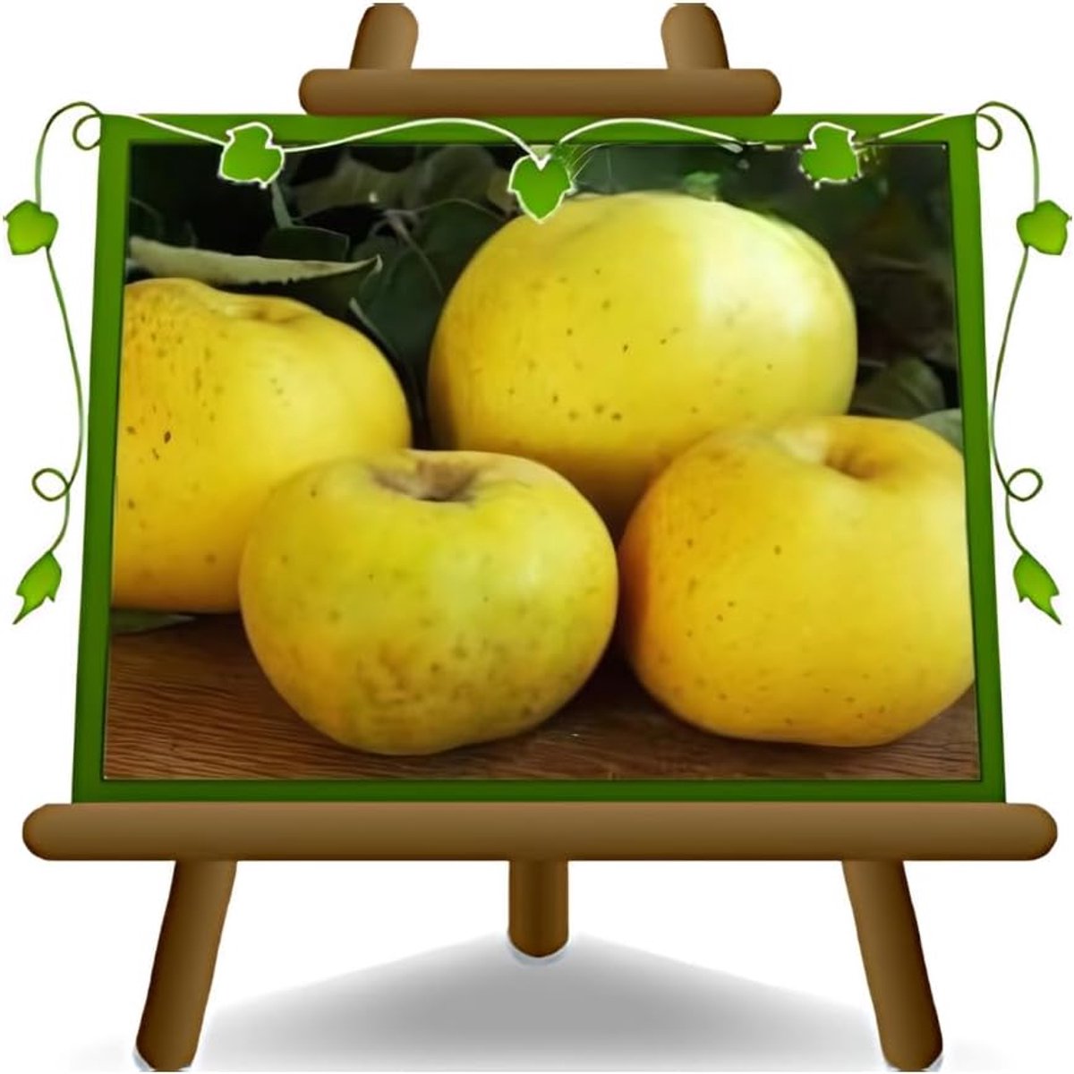 Appelboom Vruchten - Fruitplant Antiek - Fruit Kweken - Twee Jaar Oude Teelt - Max 170cm Hoog