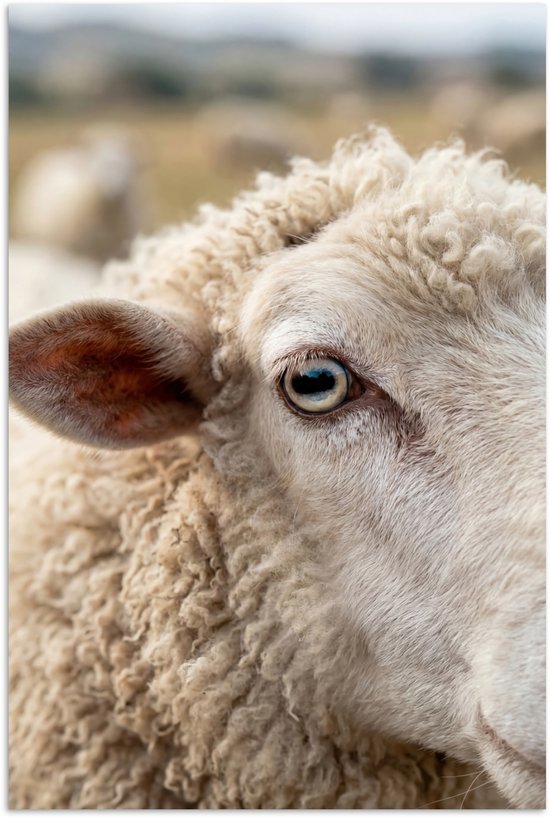 Close-up portret van een wit schaap met een focus op zijn heldere, gedetailleerde oog en wollige vacht.