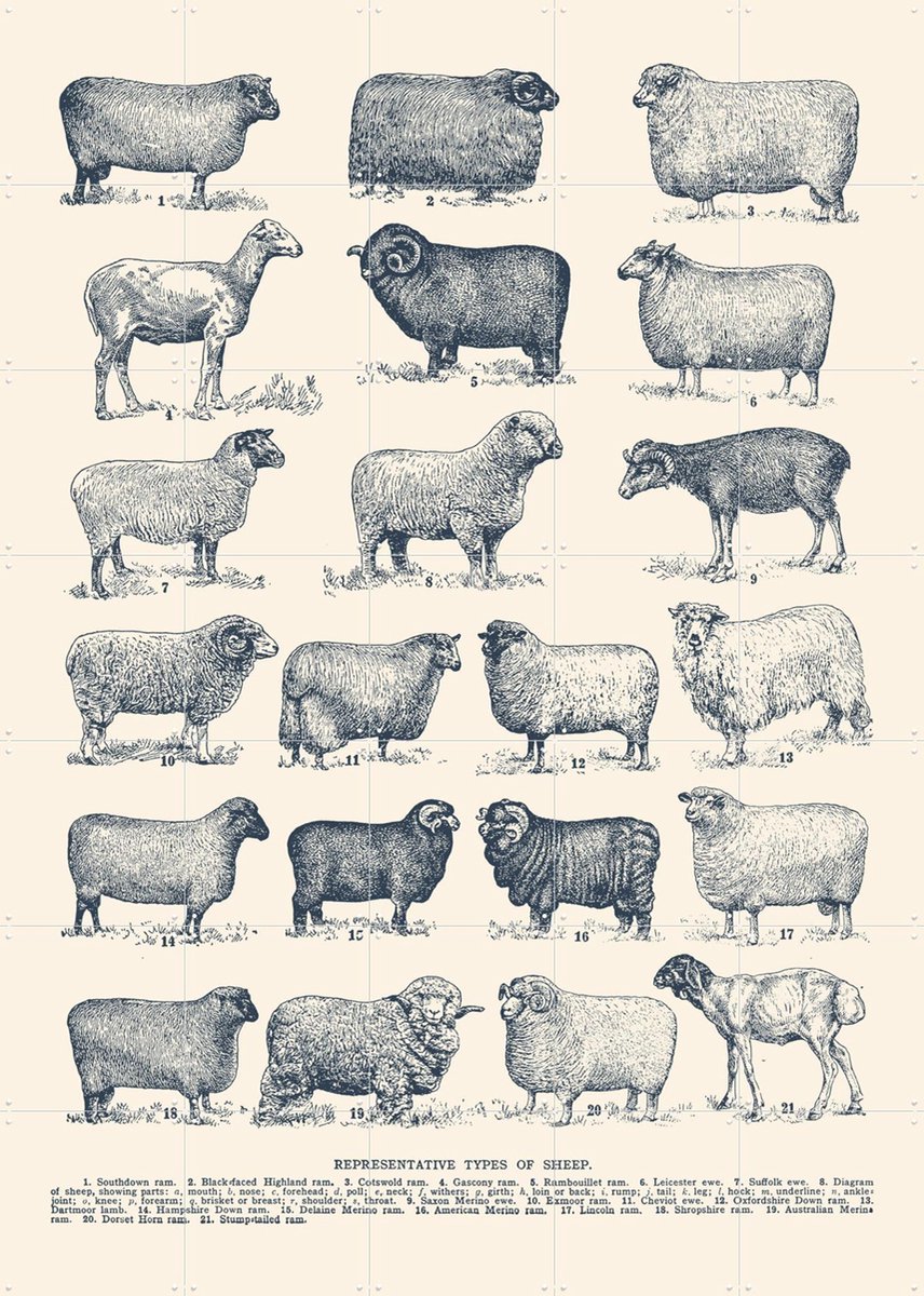 IXXI Representative Types of Sheep, Aster Edition - 100 x 140 cm - Gratis ophangtool - Grote wanddecoratie en posters - Illustraties,