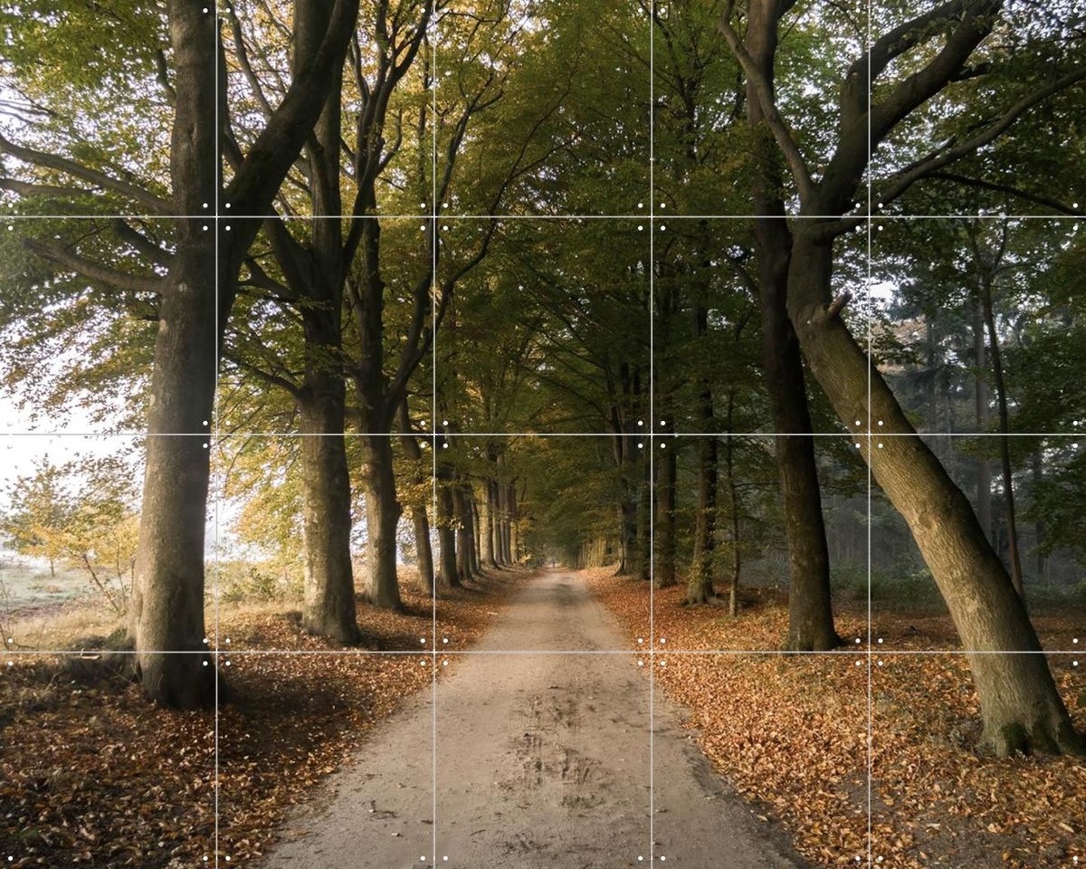 IXXI Autumn Forest Lane, Claire Droppert - 100 x 80 cm - Gratis ophangtool - Grote wanddecoratie en posters - Fotografie, Realisme, Naturalisme