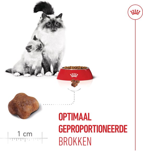 Een Ragdoll moederskat met haar kitten, naast een bakje kattenvoer en een brokje van 1 cm. Optimaal geproportioneerde brokken.