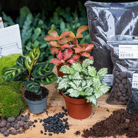 Planten terrarium pakket