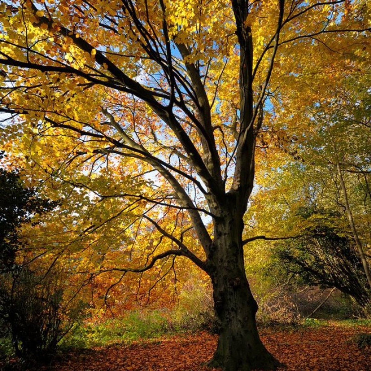 Fagus sylvatica C5 80-100 cm - Bladverliezend - Populair bij vogels - Prachtige herfstkleur - Snelle groeier