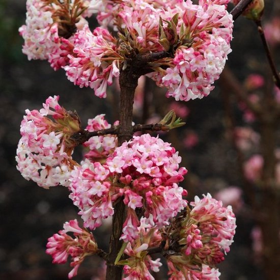 Viburnum Charles Lamont Plant