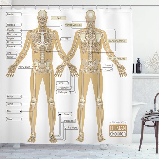 Rideau de douche avec un diagramme du squelette humain en beige avec des étiquettes telles que le crâne, les côtes et le bassin.