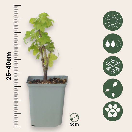 Jong rood bessentaakje in grijze pot, hoogte 25-40cm, potmaat 9cm, met pictogrammen voor zon, water, vorst.