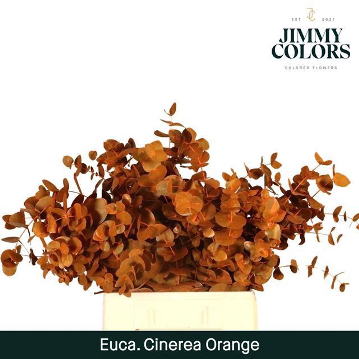 5x Sg eucalyptus cin.(v) oranje 70cm