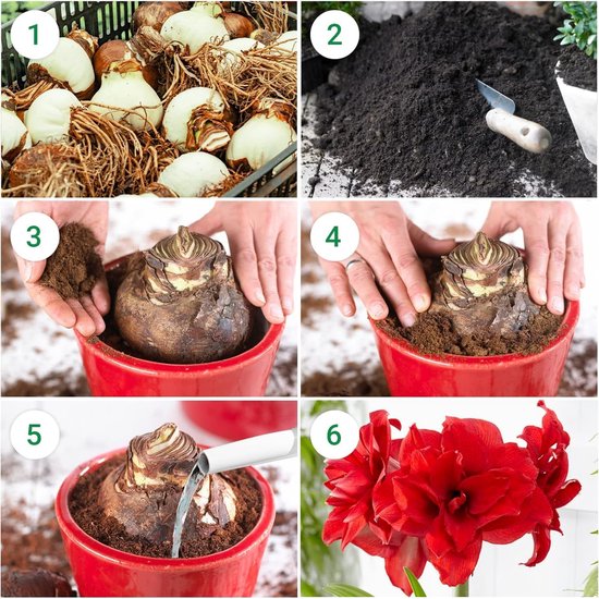 6-staps gids voor het planten van een amaryllisbol in een rode pot, eindigend met een bloeiende rode amaryllis.