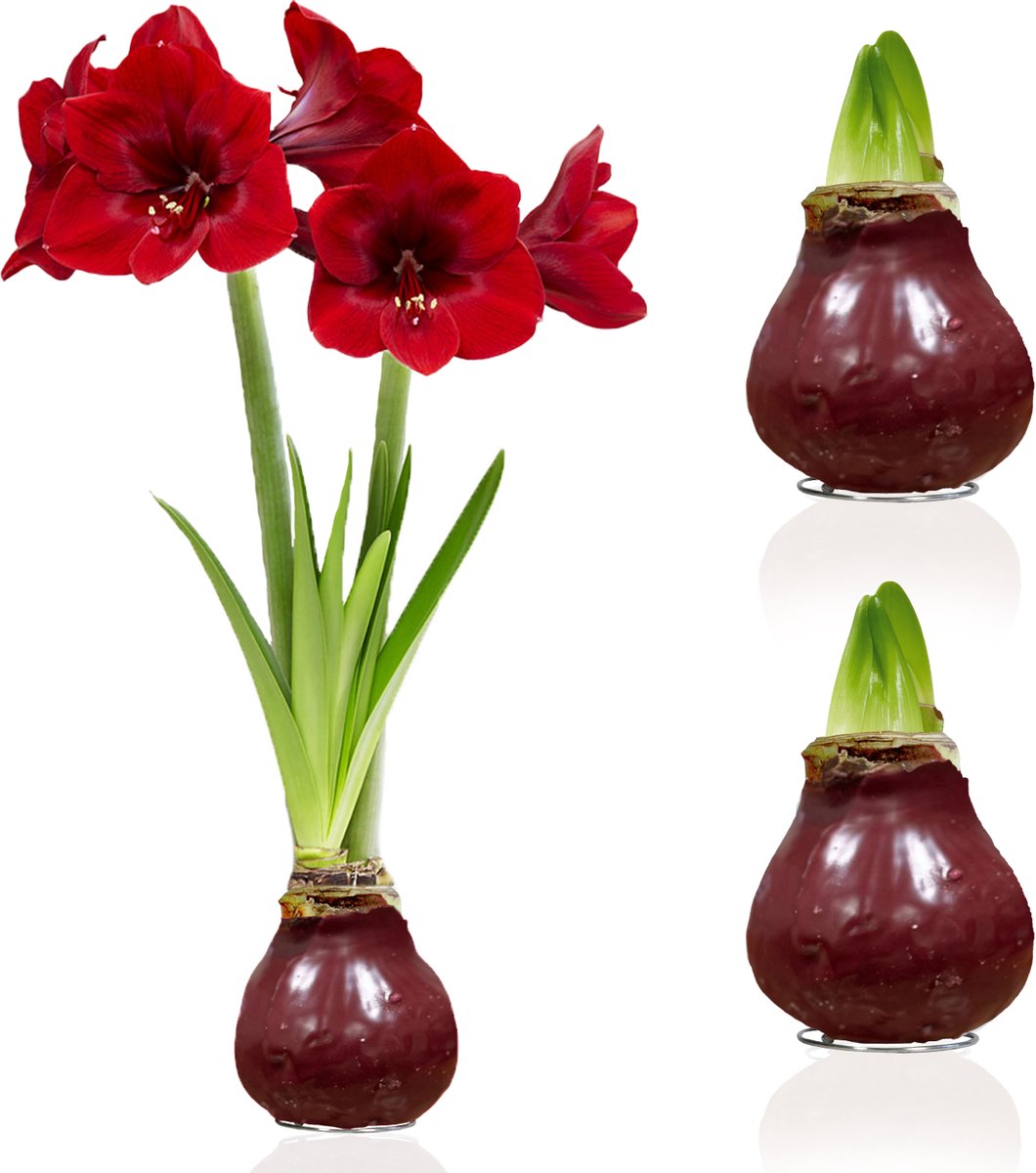 Amaryllis Bollen in Wax - Dark Red - Bloembollen - 2 stuks - Rood - Bloem bollen - No Water Flower