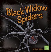 Spiders - Black Widow Spiders