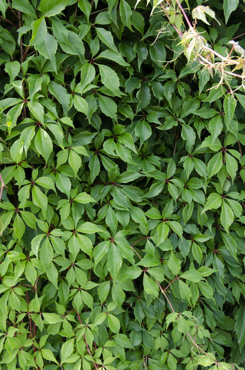 Hello Plants Parthenocissus Engelmannii Wilde Wingerd - Klimplant - Ø 15 cm - Hoogte: 65 cm