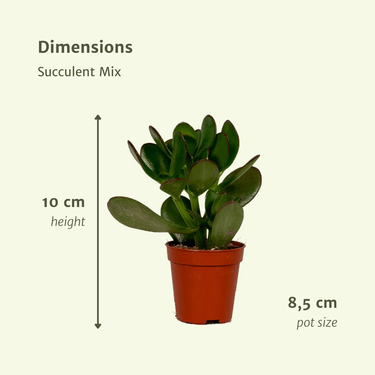 Hello Plants Vetplanten Succulenten Mix - 18 Stuks - Ø 8,5 cm Pot - Hoogte: 8.5 cm