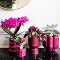 Paarse phalaenopsis orchidee in een paarse pot, naast andere paarse plantenpotten.