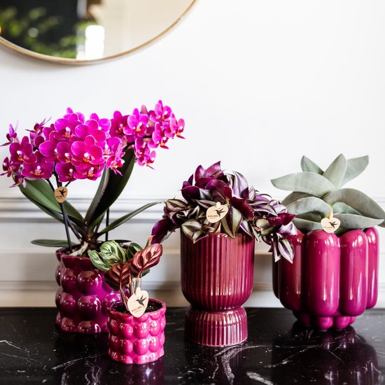 Paarse phalaenopsis orchidee in een paarse pot, naast andere paarse plantenpotten.