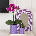 Paarse phalaenopsis orchidee in een paarse gedraaide pot, met een kleine groene plant ernaast.
