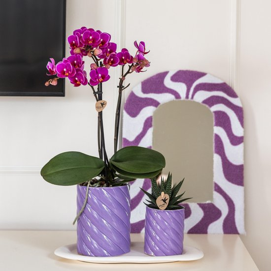Paarse phalaenopsis orchidee in een paarse gedraaide pot, met een kleine groene plant ernaast.
