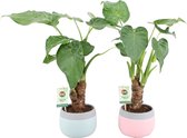 Kamerplanten van Botanicly – 2 × Olifantsoor in keramiek pot 'MINT-MOSAIC' als set – Hoogte: 50 cm, 3 takken – Alocasia Cucullata