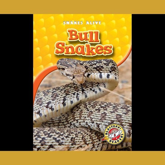 Bull Snakes