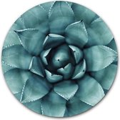 Wandcirkel Agave Plant op hout - WallCatcher | Multiplex 60 cm rond | Houten muurcirkel Cactus