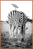 JUNIQE - Poster met kunststof lijst Zebra and Friend -20x30 /Wit &