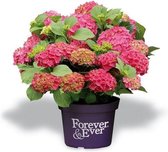 Hortensia Forever & Ever rood