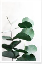 JUNIQE - Poster Eucalyptus 5 -40x60 /Groen & Wit