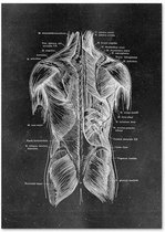 Anatomy Poster Back - 60x80cm Canvas - Multi-color