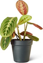 Gebedsplant (Maranta Leuconeura) Kamerplant - Klein - Hoogte 35cm - Potmaat 12cm - Plantery