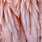 Schilderij Pink Feather, 74 x 74  cm