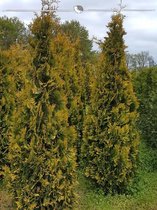 Westerse Levensboom Thuja Yellow Ribbon 80-100 cm, 5x Haagplant