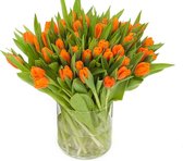 Oranje Tulpen - 30