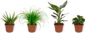 Set van 4 Kamerplanten - Aloe Vera &  Cyperus Zumula  & Peperomia Green Gold & Strelitzia Reginae - ± 25cm hoog - 12cm diameter