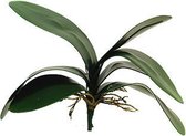 Small Phalaenopsis leaves x7 lvs 29 cm kunstplant Nova Nature