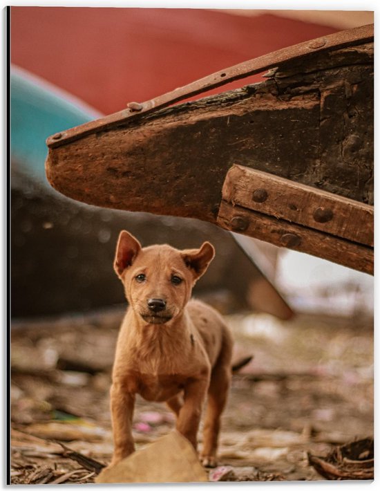 Dibond - Verdwaalde Puppy - 30x40cm Foto op Aluminium (Wanddecoratie van metaal)