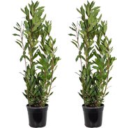 Laurier | Laurus Nobilis per 2 stuks - Buitenplant in kwekerspot ⌀21 cm - ↕60-70 cm