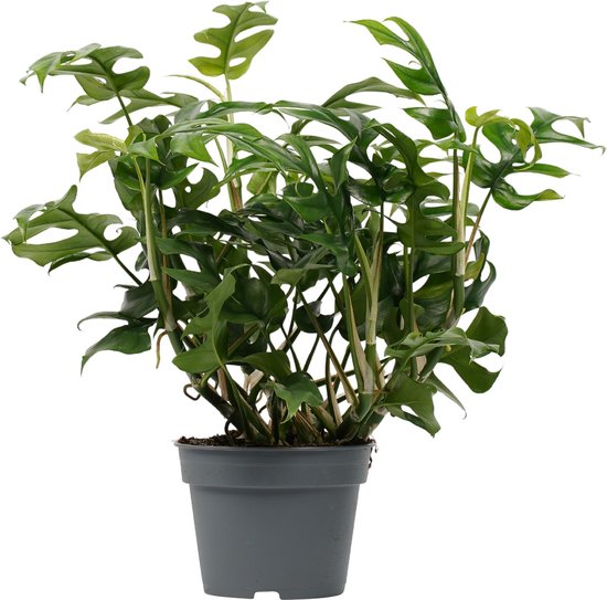 Philodendron Trophy - Hoogte 50cm Potmaat 17 - Bektas Plants