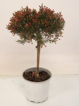 Kamerplant van Botanicly – Chamelaucium uncinatum – Hoogte: 40 cm